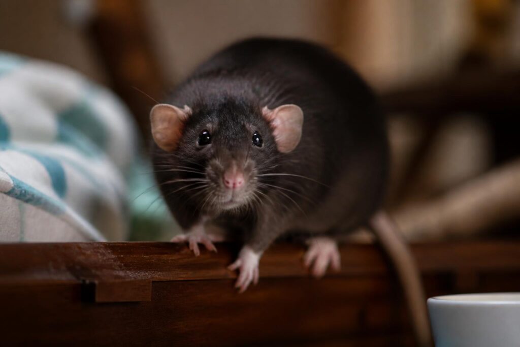 découvrez les vérités surprenantes que seuls les propriétaires de rats connaissent, mais que le grand public refuse encore d'accepter.