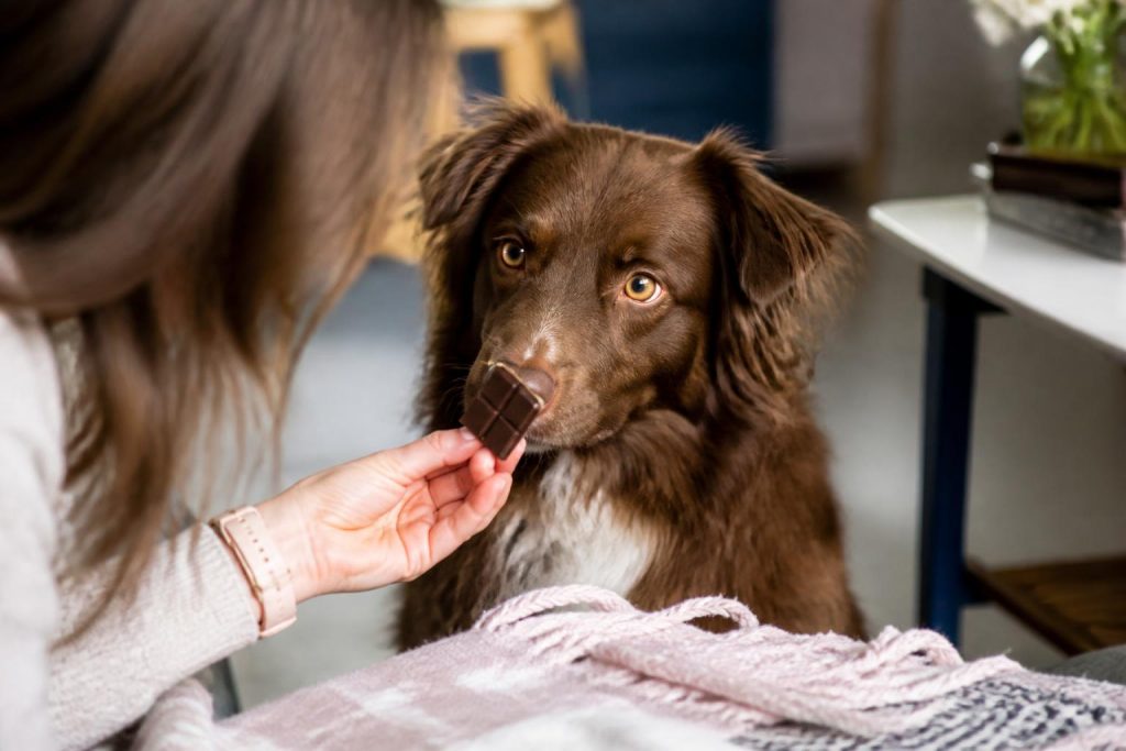 découvrez quels aliments du quotidien, souvent considérés comme sains, peuvent en réalité être dangereux pour la santé de vos animaux de compagnie et comment les protéger.