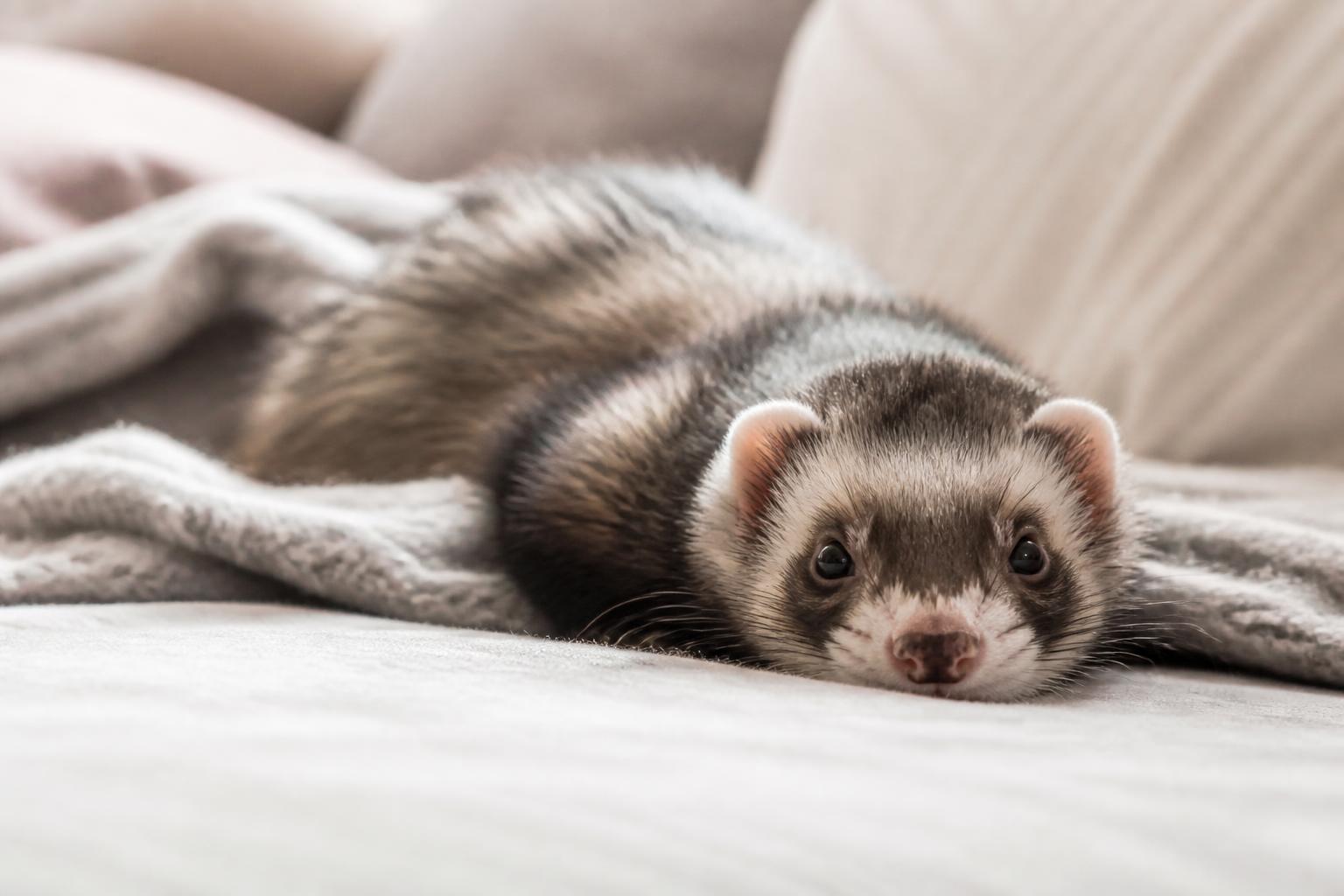 découvrez les 7 vérités surprenantes sur la vie d'un furet en appartement, essentielles à connaître avant de l'adopter.