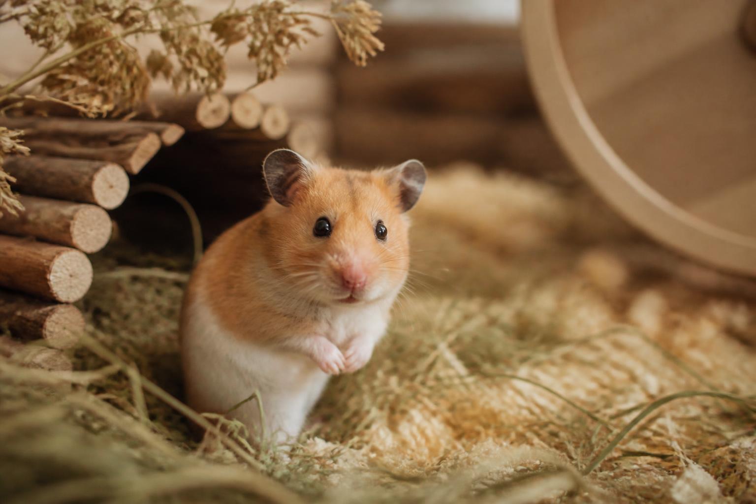 découvrez si le hamster est vraiment un animal adapté aux enfants à travers les observations et conseils quotidiens des vétérinaires.
