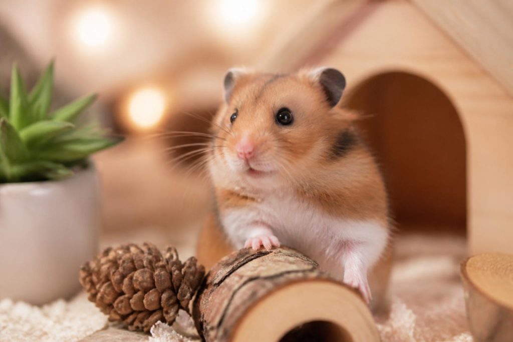 découvrez ce que les vétérinaires observent au quotidien sur le hamster en tant qu'animal de compagnie pour enfants et si ce petit rongeur est vraiment adapté aux plus jeunes.