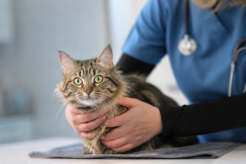 découvrez comment certains comportements inhabituels chez les animaux peuvent indiquer des problèmes médicaux invisibles et apprendre à détecter ces signes pour mieux protéger leur santé.