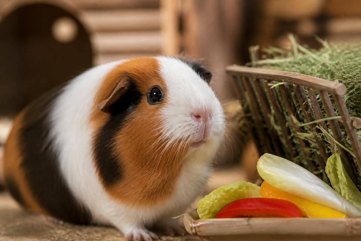 découvrez les erreurs d’alimentation courantes qui peuvent réduire la durée de vie des cochons d’inde et apprenez à leur offrir une alimentation saine pour assurer leur bien-être.