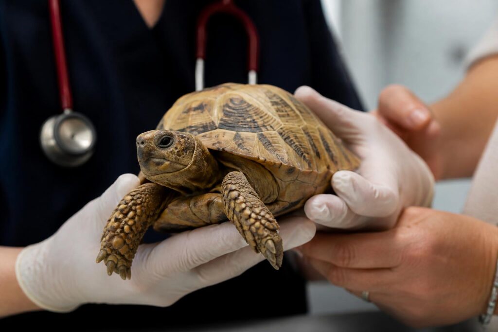 découvrez comment les nouveaux animaux de compagnie révolutionnent la médecine vétérinaire en apportant des défis et des avancées inédites pour les professionnels du soin animalier.