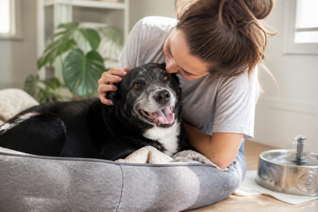 découvrez les objets du quotidien qui améliorent discrètement le confort et le bien-être de vos animaux, pour une vie plus agréable sans effort.