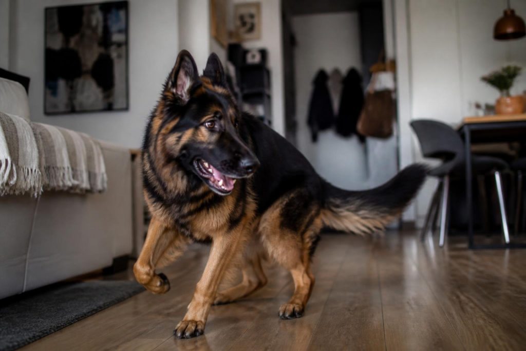 découvrez quelles races de chiens sont les moins adaptées à la vie en petit appartement et les raisons pour lesquelles elles peuvent poser problème dans un espace restreint.