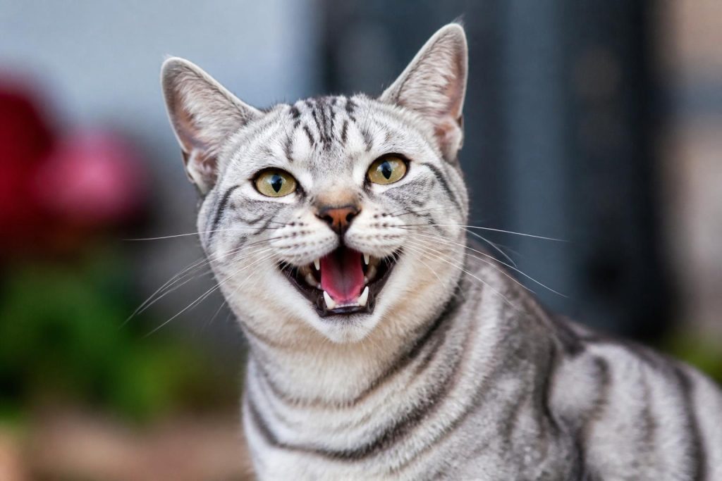 découvrez les races de chats les plus bavardes ainsi que celles qui miaulent très peu, pour mieux comprendre le caractère de votre compagnon félin.