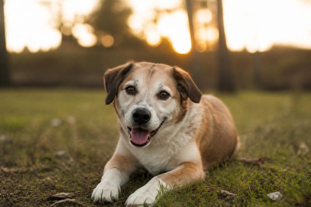 découvrez les races de chiens les plus faciles à adopter pour une première expérience, idéales pour les nouveaux propriétaires grâce à leur caractère doux et leur entretien simple.