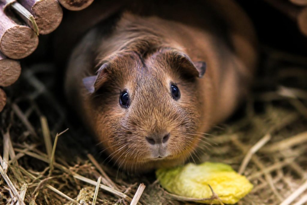 découvrez les signes de mal-être chez les nouveaux animaux de compagnie (nac) que 90 % des propriétaires ne remarquent jamais, pour mieux comprendre et prendre soin de vos compagnons.