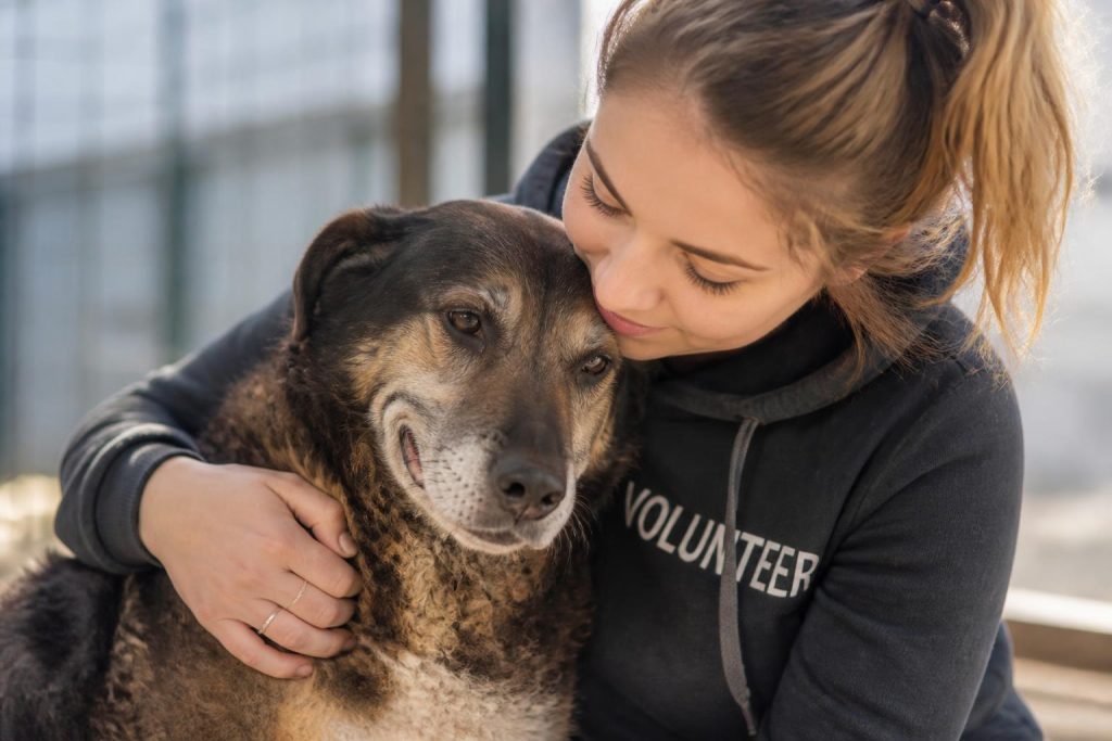 découvrez pourquoi adopter un animal adulte peut offrir une expérience plus simple et enrichissante émotionnellement, avec des liens plus rapides et une transition plus douce pour toute la famille.