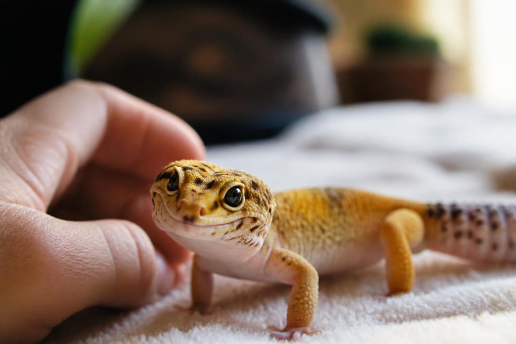 découvrez pourquoi certains reptiles peuvent reconnaître leur propriétaire et les découvertes scientifiques qui expliquent ce comportement fascinant.