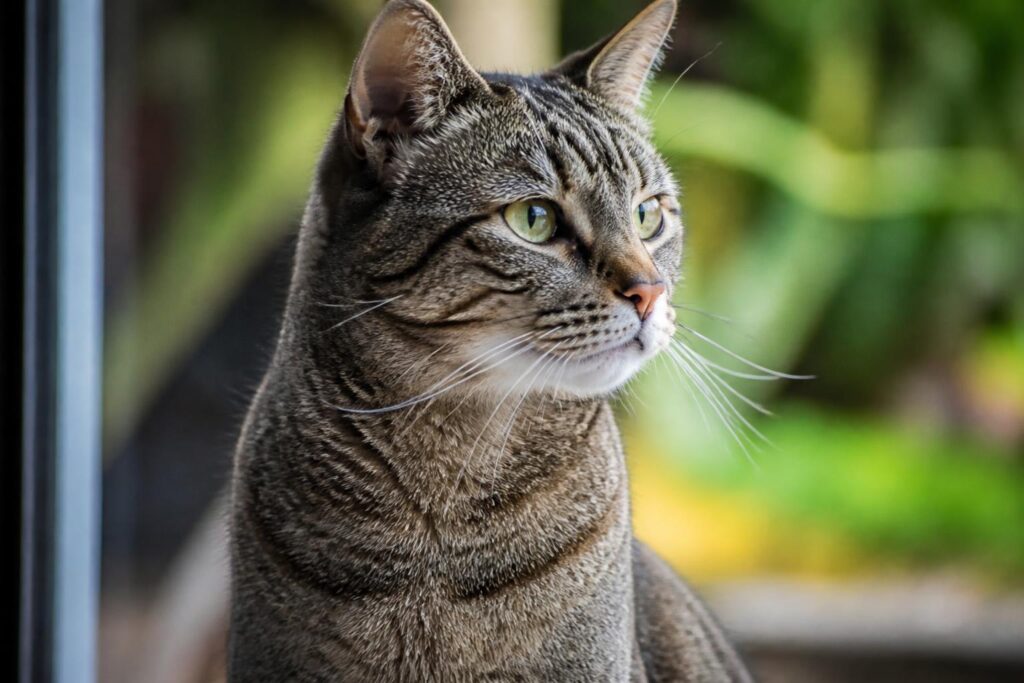 découvrez pourquoi l'assurance animale évolue pour devenir un outil de prévention essentiel, au-delà de sa fonction financière, en protégeant la santé de vos animaux dès aujourd'hui.
