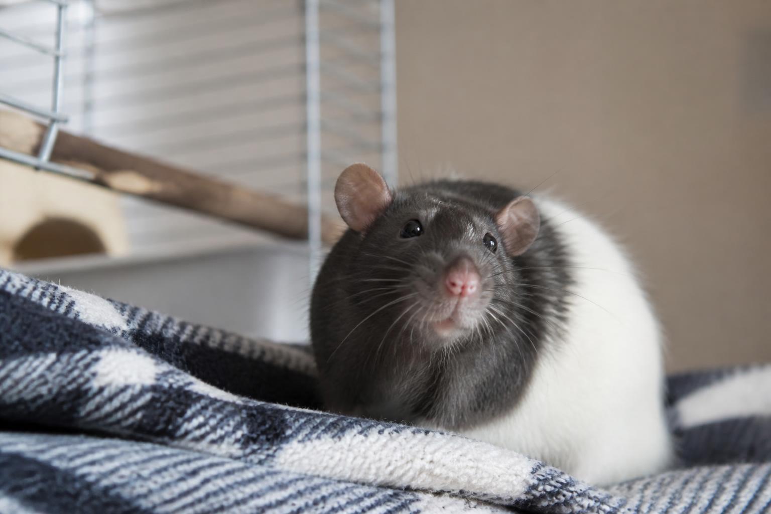 découvrez pourquoi les rats domestiques, malgré leur popularité croissante, restent souvent mal compris en tant qu'animaux de compagnie et apprenez à mieux connaître ces compagnons intelligents et attachants.
